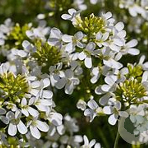 Arabis procurrens 'Glacier' GM P9