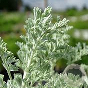 Artemisia arbor. 'Little Mice' GM P9
