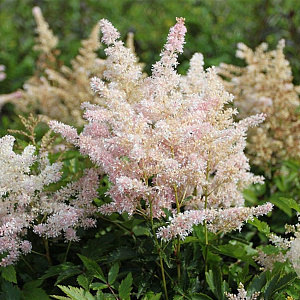 Astilbe Younique Silverypink GM P9