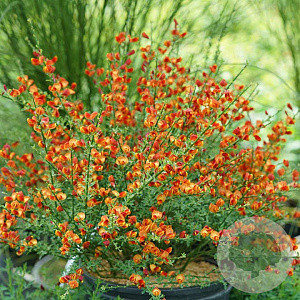 Cytisus 'Lena' 60-70 cm 10L