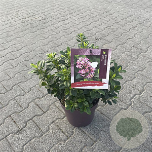 Escallonia laevis Pink Elle 40-50 cm 10L