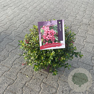 Escallonia 'Red Dream' 40 cm 10L