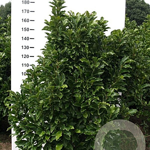 Magnolia 'Susan' 160-180 cm met kluit