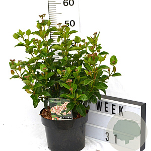 Viburnum tin. Lisarose 40-50 cm 5,0L