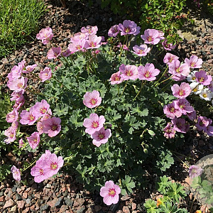Geranium Rothbury Gem GM P9