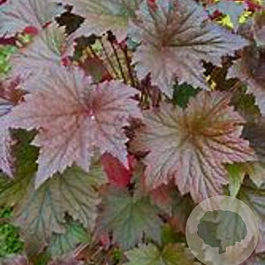 Heuchera 'Bloody Dinosaur' GM P9