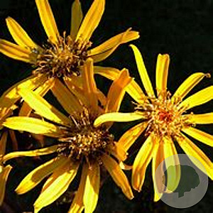 Ligularia d. 'Midnight Lady' GM P9