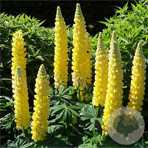 Lupinus 'Desert Sun' GM  P11