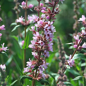 Lythrum sal. 'Pink Tails' GM P9