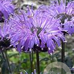 Monarda 'Blue Moon' GM P9
