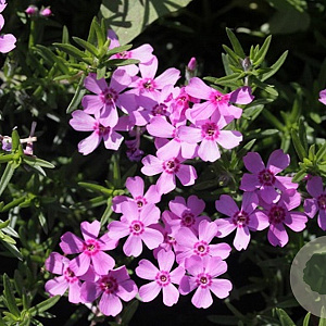 Phlox (S) 'Zwergenteppich' GM P9