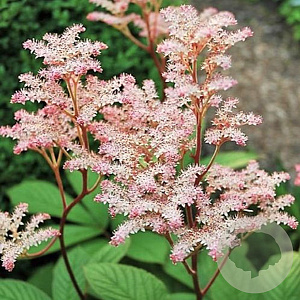 Rodgersia pinnata 'Maurice Mason' GM P9