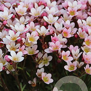 Saxifraga (A) Pixi Pan Appleblossom GM P9