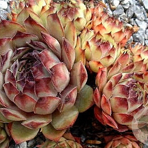 Sempervivum 'Commander Hay' GM P9