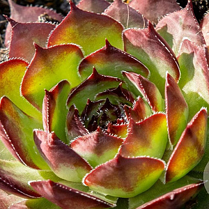 Sempervivum 'Ultraturmaline' GM P9