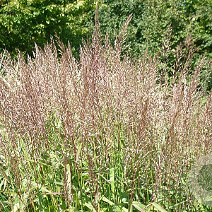 Spodiopogon sibiricus 'West Lake' GM P9