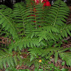 Woodwardia fimbriata GM P9