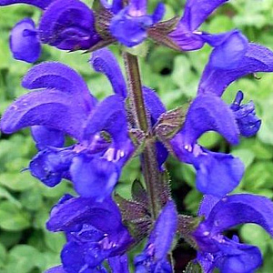 Salvia prat. 'Twilight Serenade' GM P9
