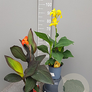 Canna indica GM P17