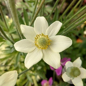 Anemone lesseri Spring Beauty White GM P9