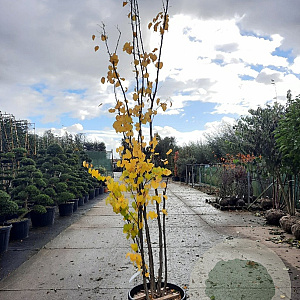 Cercis canadensis 300-350 cm cont. 80L meerstammig