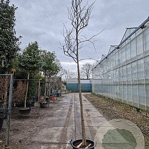 Cercis can. 'Forest Pansy' 180 cm stam container 10-12 hoge lei