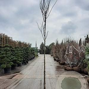 Cercis can. 'Forest Pansy' 180 cm stam container 8-10