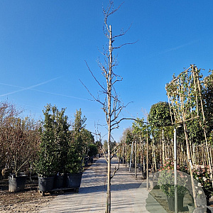 Cercis can. 'Forest Pansy' 350-400 cm container
