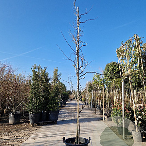 Cercis can. 'Forest Pansy' 350-400 cm container