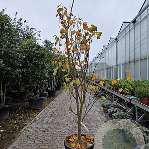 Cercis can. Red Force 200-250 cm cont. 70L
