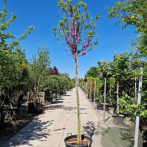 Cercis siliquastrum 180 cm stam container 12-14 leiboom