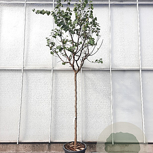 Cercis siliquastrum 180 cm stam container 14-16
