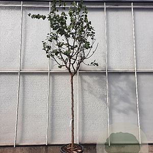 Cercis siliquastrum 180 cm stam container 14-16