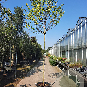 Cercis siliquastrum 200 cm stam container 14-16 hoge lei