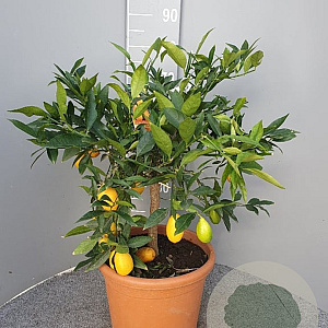 Citrofortunella floridana 100 cm 10L stam oranje