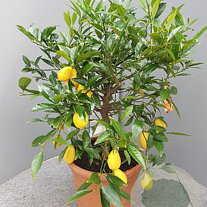 Citrofortunella floridana 100 cm 10L stam oranje