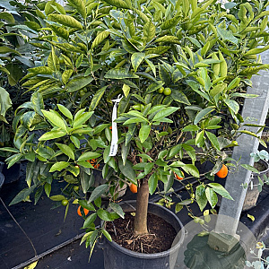 Citrus _x_Fortunella 'Kucle' 100 cm 35L