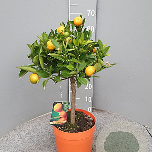 Citrofortunella microcarpa 50-60 cm 4,0L