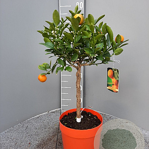 Citrofortunella microcarpa 50-60 cm 4,0L