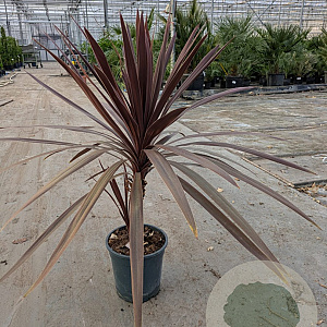 Cordyline aus. 'Red Star' gm 4,0L