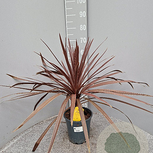 Cordyline aus. 'Red Star' gm 4,0L