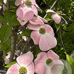 Cornus fl. 'Cherokee Brave' 250-300 cm cont. 130L