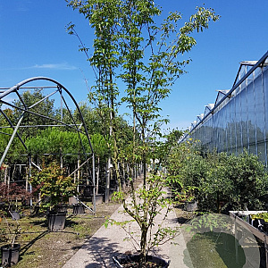 Cornus k. 'Milky Way' 400-450 cm container