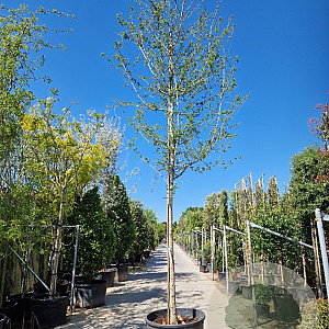 Crataegus laev. 'Paul's Sc. Hamlet' 180 cm stam container 20-25