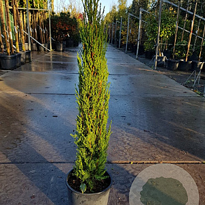 Cupressus semp. 'Pyramidalis' 80-100 cm container
