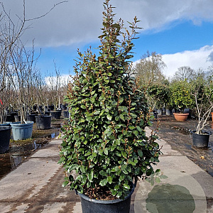 Elaeagnus ebbingei 125-150 cm 50L