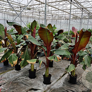 Ensete ventricosum 'Maurelii' GM C6L