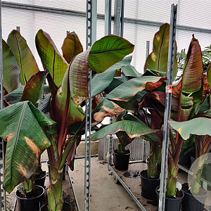 Ensete ventricosum 'Maurelii' GM C6L