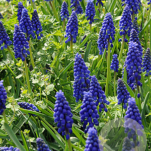 Muscari armeniacum 8-9 cm verpakt per 100