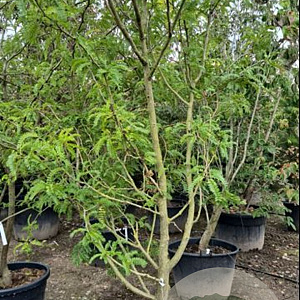 Gleditsia triac. 'Sunburst' 300-350 cm cont. 130L